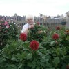 Галина, 67, г.Саянск Галина, 67, г.Саянск