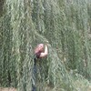 Ольга Olga, 52, г.Безенчук Ольга Olga, 52, г.Безенчук