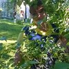 Валентинка Вихарева, 34, г.Урень Валентинка Вихарева, 34, г.Урень
